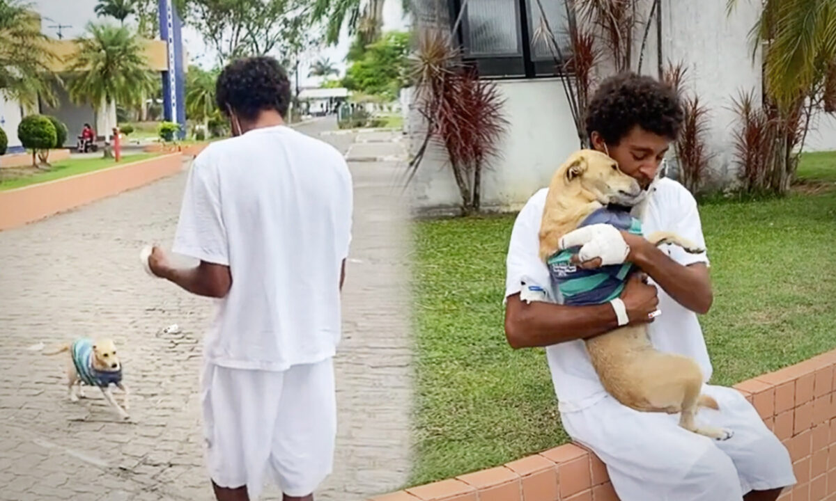[VIDÈO] Les retrouvailles heureuses d’une chienne et de son maître sans-abri hospitalisé