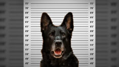 Un chien policier accusé d’avoir «volé» le repas d’un officier décide de garder le silence