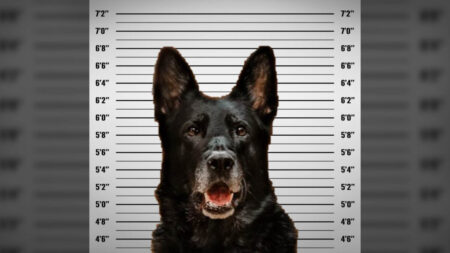 Un chien policier accusé d’avoir «volé» le repas d’un officier décide de garder le silence