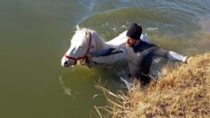 Un cheval tombe dans un canal, des pompiers le sauvent de la noyade