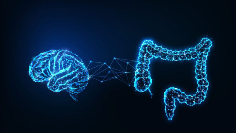 La connexion intestin-cerveau. (Inkoli/Shutterstock)
