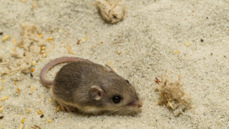 La souris la plus vieille du monde est pensionnaire d’un zoo californien