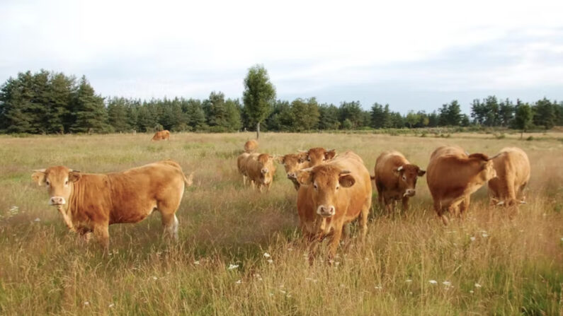 Troupeau de jeunes vaches limousines dans une prairie permanente du Nord de la Lozère. (Marc Benoit , CC BY-NC-ND)