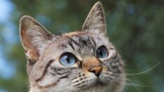 Séisme en Turquie: un chat refuse de quitter l’épaule de son sauveteur
