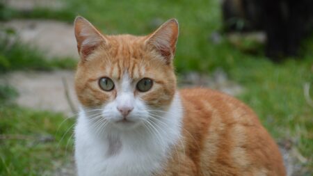 Isère: un chat retrouve ses propriétaires trois ans après avoir disparu