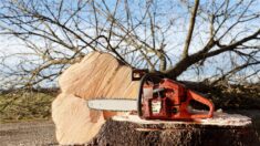 Vol d’arbres en France: un exploitant forestier espagnol condamné à deux ans de sursis
