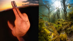 Un dauphin rose de l’Amazone remporte le prix de la photographie sous-marine de l’année