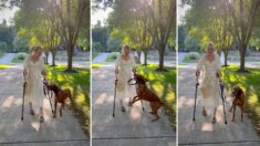 [VIDÉO] Un chien d’assistance exulte en voyant sa maîtresse handicapée marcher pour la première fois depuis des années