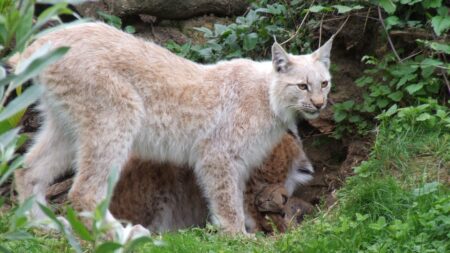 Une étude alerte sur l’extinction du lynx boréal en France