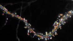 Images de science : Comment les neurones créent les souvenirs