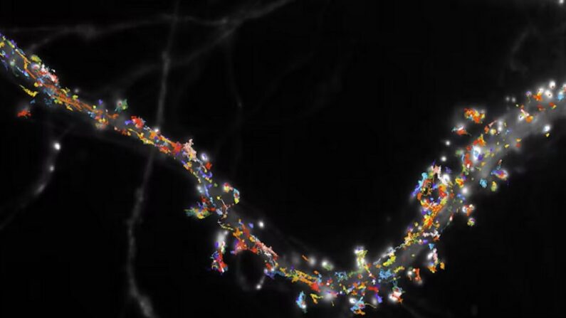 En couleurs, les protéines qui reçoivent les messagers chimiques voyageant entre les neurones — elle a été obtenue en associant la microscopie de fluorescence et le suivi de nombreuses molécules individuelles. © Benjamin COMPANS /Daniel CHOQUET/IINS/CNRS Photothèque, Fourni par l'auteur.