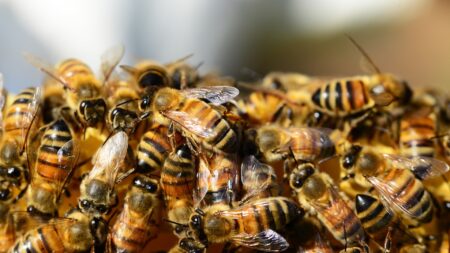 Comment les abeilles se tiennent chaud en hiver ?