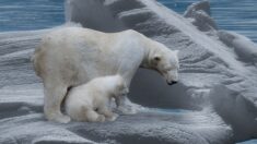 L’AFP se trompe : aujourd’hui, il n’y a pas moins d’ours polaires qu’hier, il y en a plus