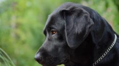 Lycos, le chien errant recueilli à Lille, ne sera finalement pas euthanasié mais adopté