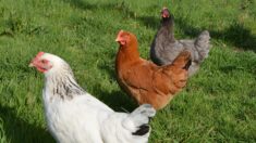 Nord: venez sauver 4000 poules pondeuses destinées à l’abattoir samedi 11 février à Merville