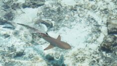 Nouvelle-Calédonie: attaque mortelle de requin à Nouméa
