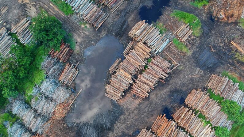 La déforestation illégale en forêt amazonienne (État du Pará). Illustration (Pexels)