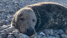 Le phoque échoué sur la plage d’Étretat n’a pas survécu malgré l’intervention des soigneurs
