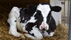« C’est du jamais vu ! »: une vache donne naissance à des triplés en Mayenne