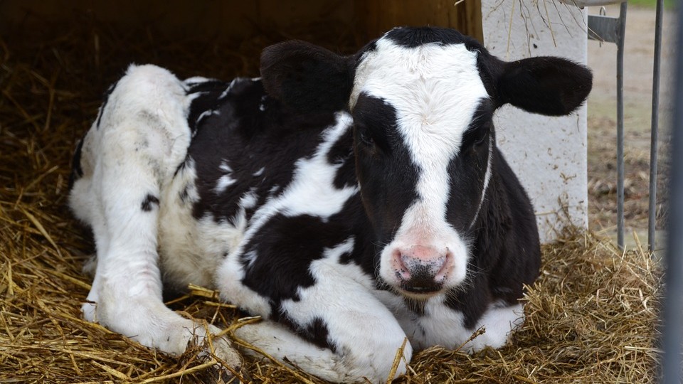 "C’est du jamais vu !": une vache donne naissance à des triplés en Mayenne