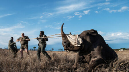 Les « mafia » chinoise et sud-africaine déciment la faune du parc national Kruger