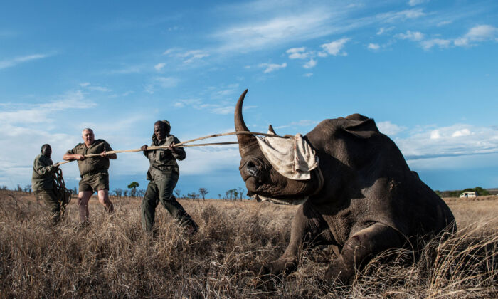 Le Dr Marius Kruger (C) et des membres du parc national Kruger maintiennent la tête d'un rhinocéros blanc lors d'une capture visant à le relocaliser le 17 octobre 2014. (Stefan Heunis/AFP via Getty Images)