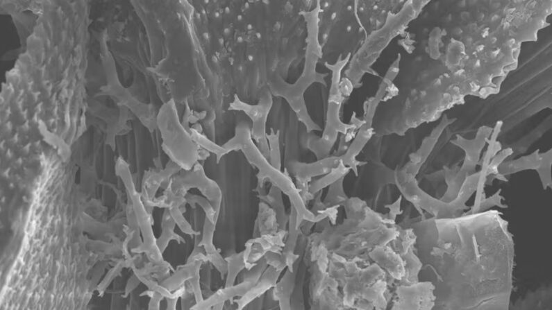 Un brin de mousse grossi 400 fois, vu en microscopie électronique à balayage après un séchage qui permet de préserver l’intégrité architecturale de la mousse et de son microbiote.
V. Baton et K. Comte, Author provided