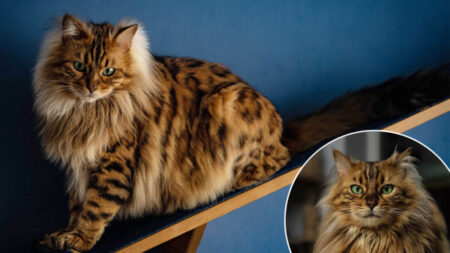 Rencontrez Cezar, le chat bengal cachemire qui ressemble à un adorable petit lion