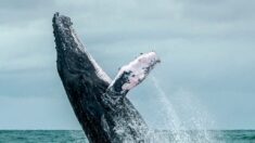 Loutres, bisons, baleines, poissons… ces animaux qui pourraient aider à limiter le réchauffement climatique selon une étude