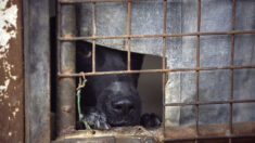 Maltraitance animale, quelque 400 chiens saisis dans des élevages de Hauts-de-France