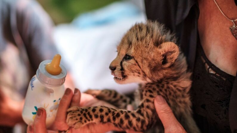 Après la mort d'un  guépard namibien, voilà la naissance de quatre petits. (Photo EDUARDO SOTERAS/AFP via Getty Images)