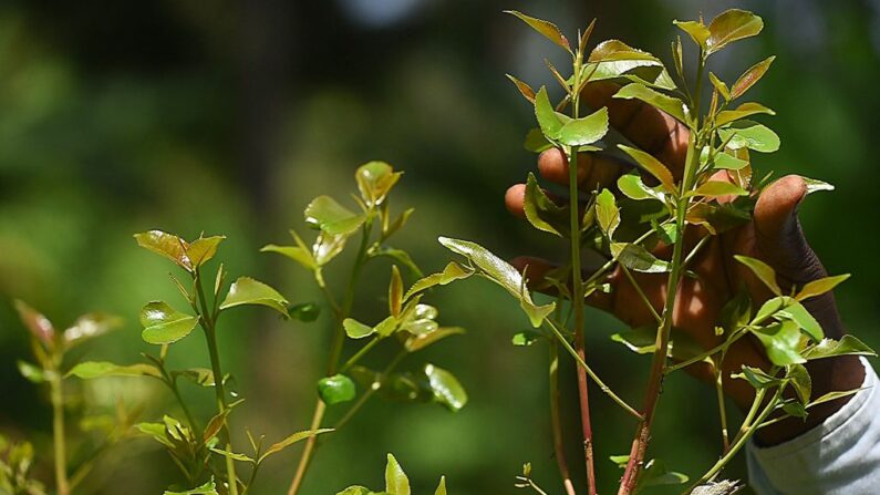 Le Khat est un arbuste indigène, dont la mastication des feuilles libère ces substances dans la salive. Les effets sont étroitement apparentés à l’amphétamine. (Photo MICHAEL TEWELDE/AFP via Getty Images)