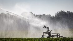 Face au manque d’eau, l’agriculture devra «diminuer sa consommation», prévient une chercheuse