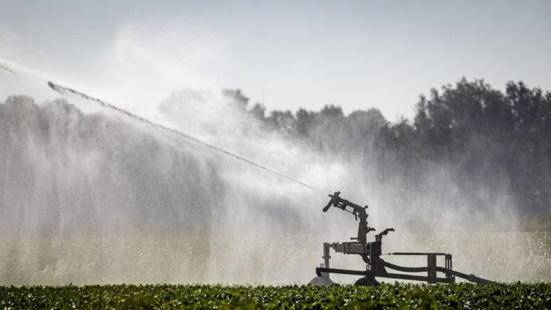 Il est nécessaire que l’agriculture la plus consommatrice d’eau diminue sa consommation. (Photo JEFFREY GROENEWEG/ANP/AFP via Getty Images)