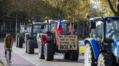Pays-Bas: victoire électorale d’un parti «paysan» contre l’écologisme