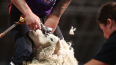 En Nouvelle-Zélande, la tonte de moutons est un sport de compétition
