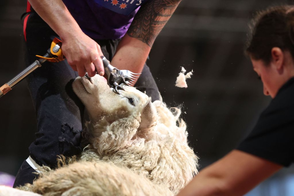 En Nouvelle-Zélande, la tonte de moutons est un sport de compétition