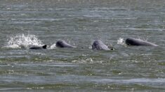 Au Cambodge, les derniers dauphins de l’Irrawaddy luttent pour leur survie