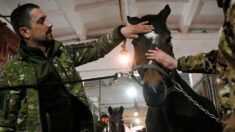 Des chevaux pour soulager l’âme des soldats ukrainiens
