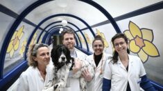 Snoopy, nouvelle recrue canine de l’Institut Curie, ravit patients et soignants