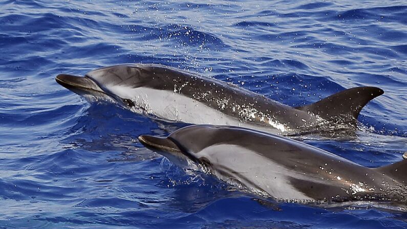 Dauphins en mer Méditerranée ((Photo : VALERY HACHE/AFP via Getty Images)