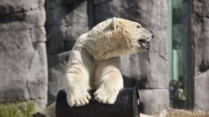 Une ourse polaire meurt électrocutée au zoo de Copenhague