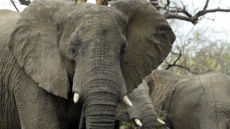 Photo prise le 30 octobre 2002 de trois des quelque 10500 éléphants du parc sud-africain Kruger, le plus grand parc animalier du monde (ALEXANDER JOE/AFP via Getty Images)