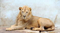 Sénégal: trois lionceaux et de l’espoir pour le roi de la savane en Afrique de l’Ouest