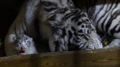 Grèce: un rare petit tigre blanc retrouvé sous une poubelle près d’Athènes