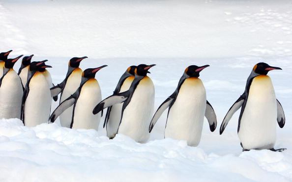 Les stratégies de l'ours polaire ou du pingouin sont différentes pour résister au froid. (Junko Kimura/Getty Images)