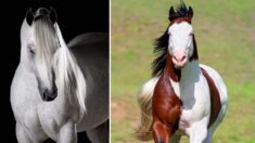 Un homme transforme son amour des chevaux en art et partage ses photos avec le monde entier
