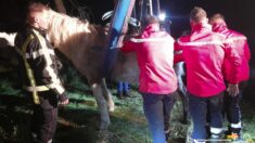Les pompiers sauvent un cheval tombé dans une fosse septique dans le Gard