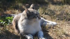 À Songeons dans l’Oise, nourrir les chats errants coûtera désormais 38 euros