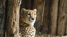 Pirouz, l’un des derniers guépards asiatiques présent en Iran, est décédé